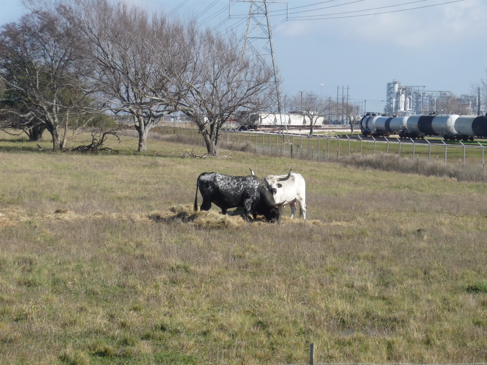 Noni & Pops travels: Longhorns