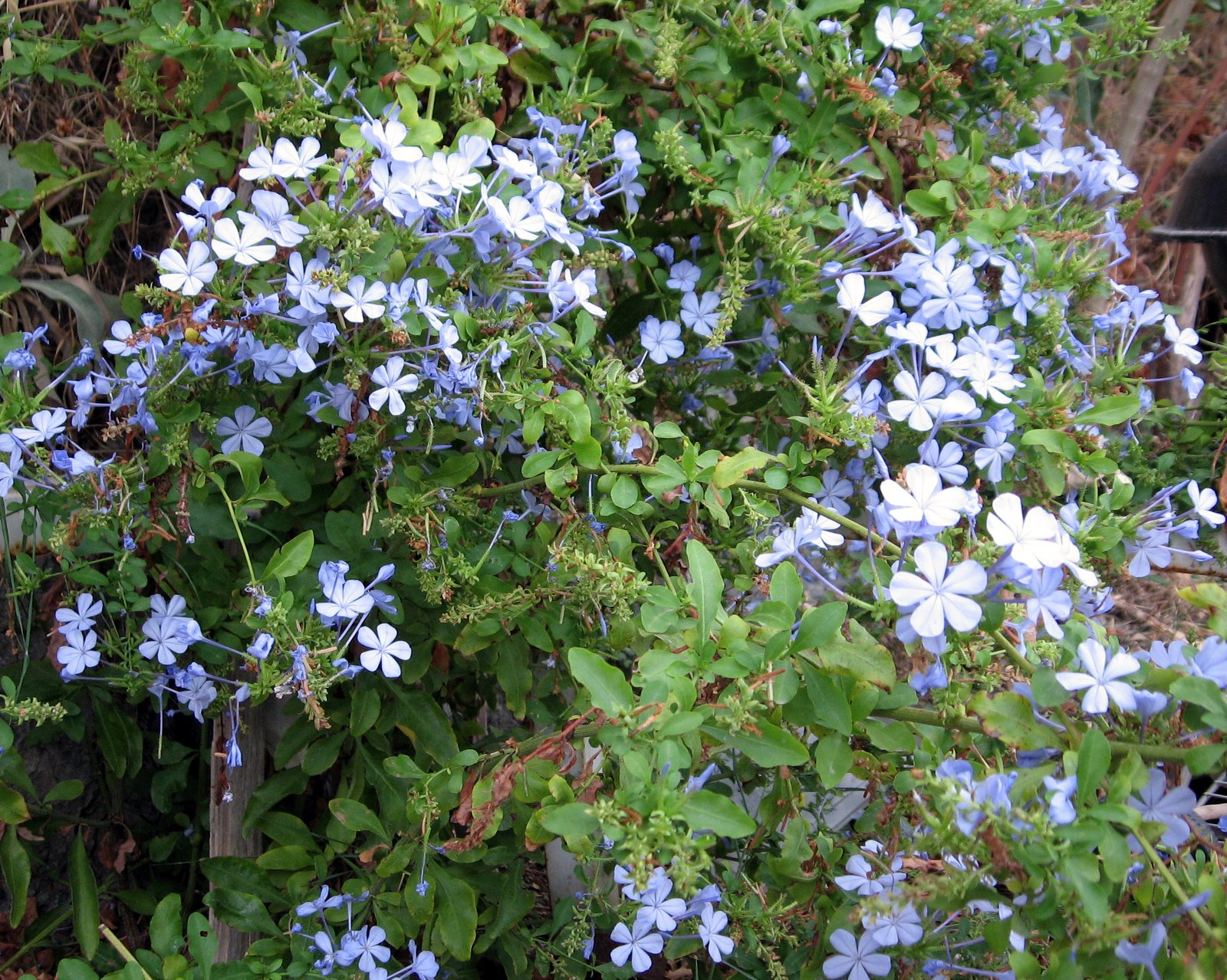 Cittaslow Botanik Park Mavi Yasemin Cicegi Plumbago