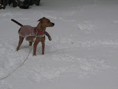 Snow Dog