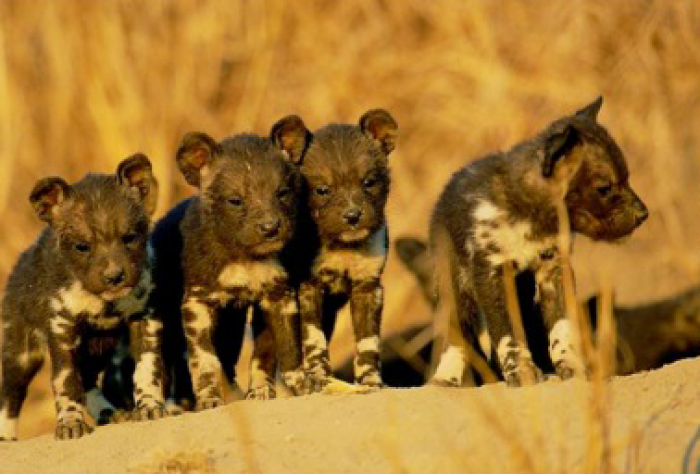 The Game Lodge Index: Lodge of the Week - Jaci's Tree Lodge