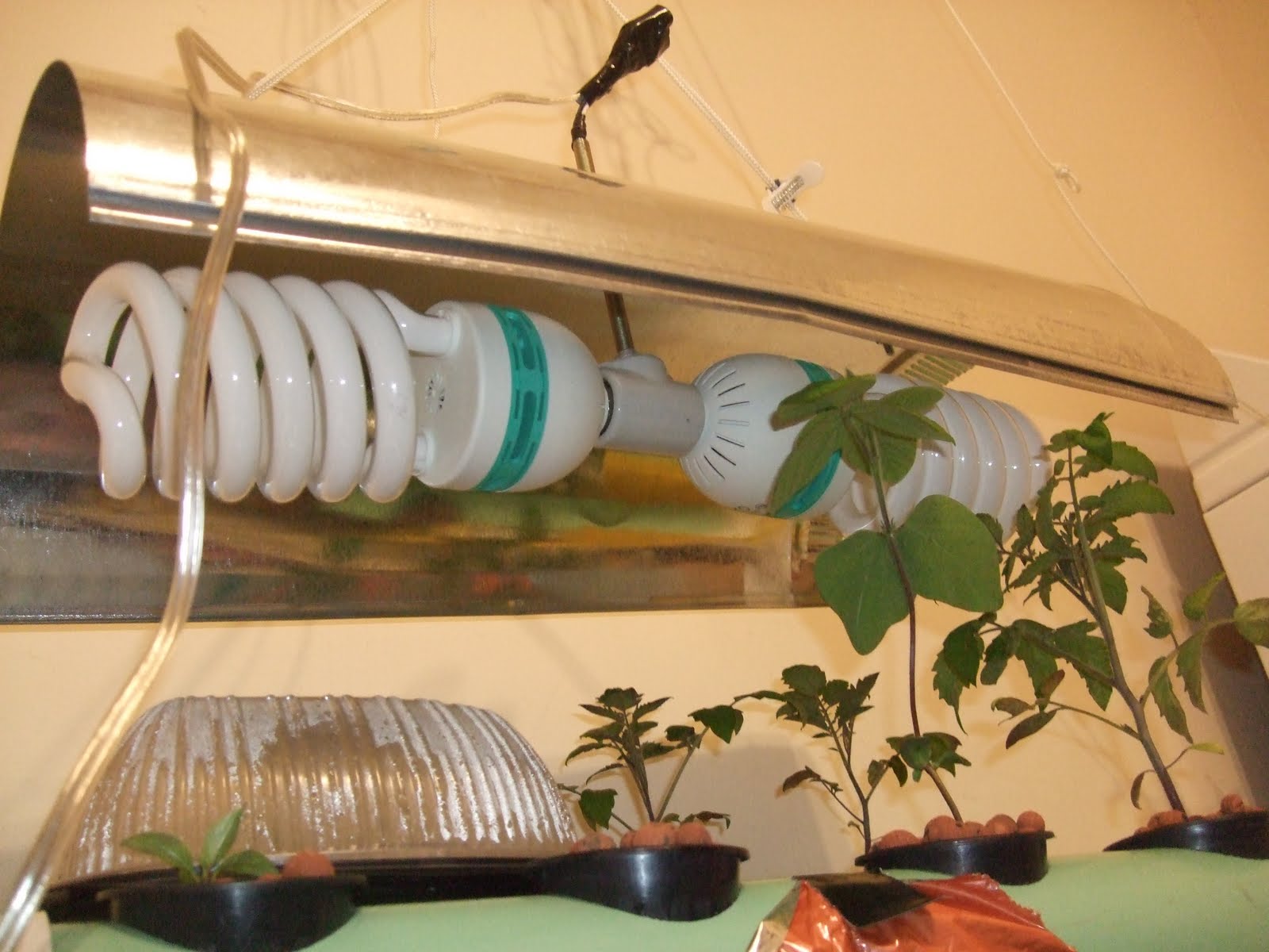 Aquaponics DIY CFL Light system