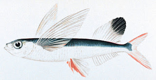 LiLi's by colorlili: poissons volants
