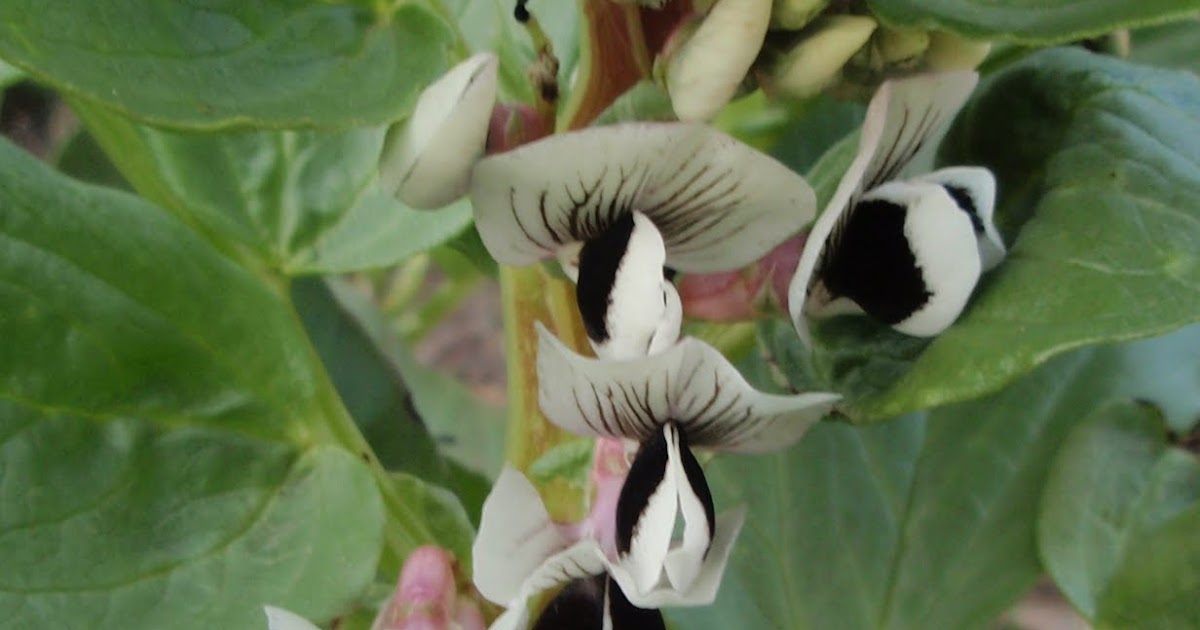 HERBARIO VIRTUAL DE BANYERES DE MARIOLA Y ALICANTE: Vicia faba - Haba