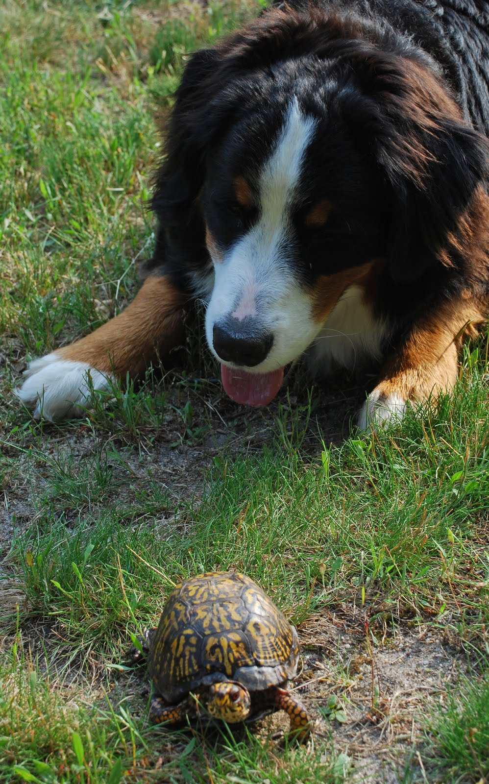 coffee with a canine Bruce DeSilva & Brady