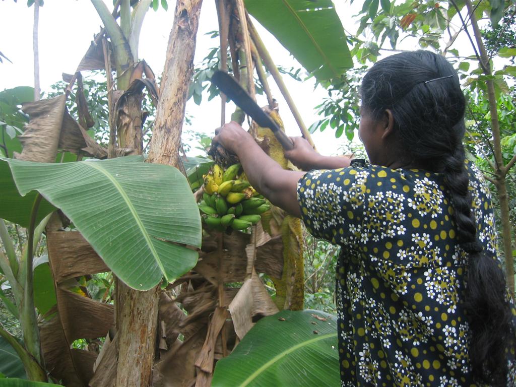 [Pictures+from+India-Ghee+035+(Large).jpg]