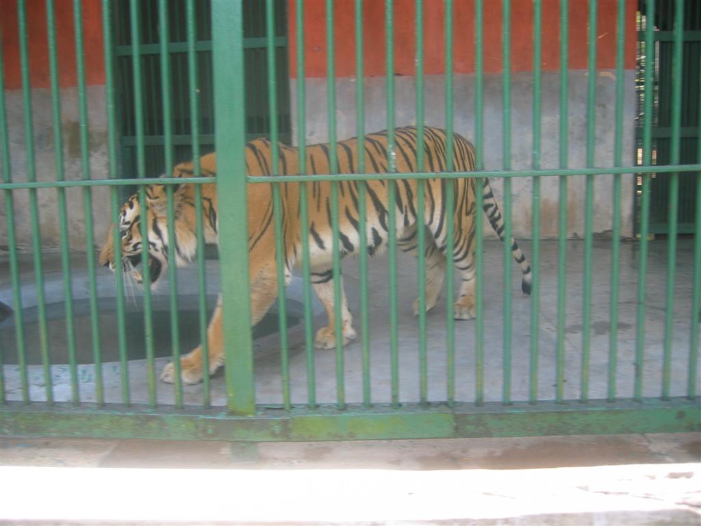 [Pictures+from+India-Ghee+174+(Large).jpg]