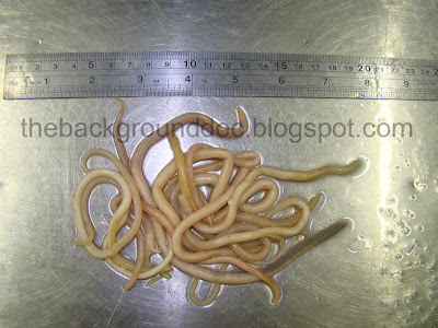 worm+%282%29.JPG