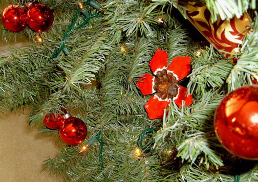 [December+2008+b+015.jpg]