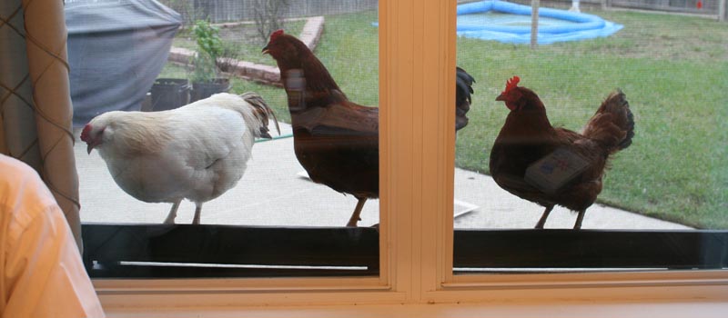 [IMG_2486+small.jpg]