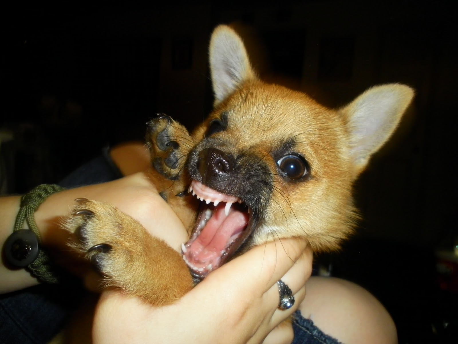 you-me-why-i-have-the-cutest-puppy-in-the-world