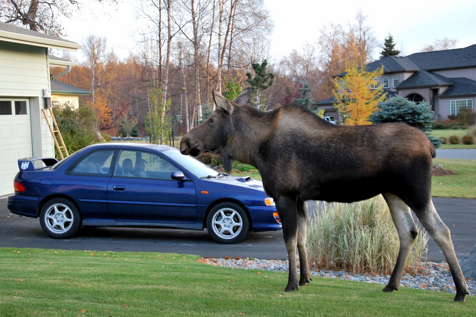 Ryker Rules Alaska 10/11/10