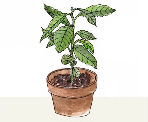 grow avocado by Yukié Matsushita