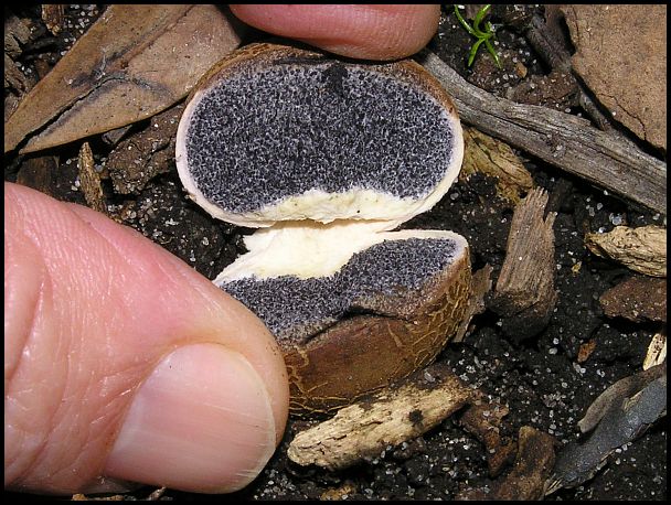 Gleba Australian Fungi - A Blog: #39 Scleroderma cepa