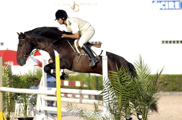 Velero XI (PRE. por Cemento y Lesa. Nac. 2000, Yeguada Militar)