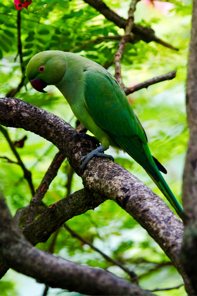 Попугаи в израиле Попугаи в израиле