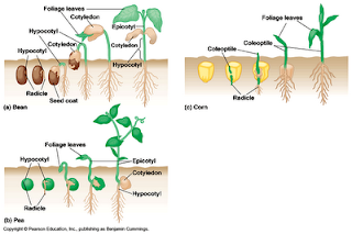 pertumbuhan dan perkembangan tumbuhan | biologipedia