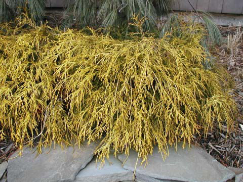 A Guide To Northeastern Gardening Evergreen Trees Shrubs