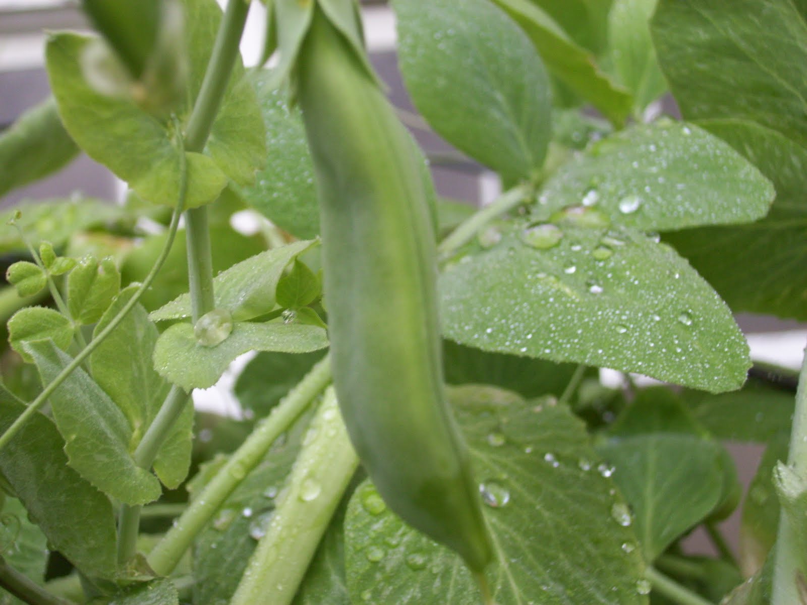 Make It From Scratch Carnival 171 Freezing Sugar Snap Peas