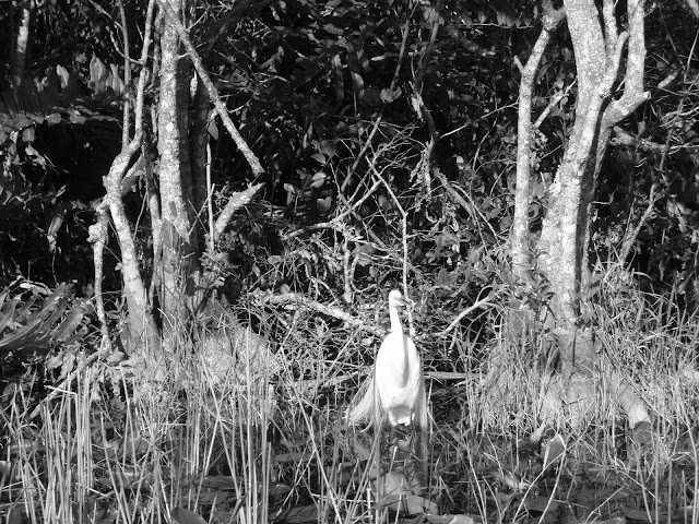 The Florida Everglades- A photographic Journey - The Hungry Nomad