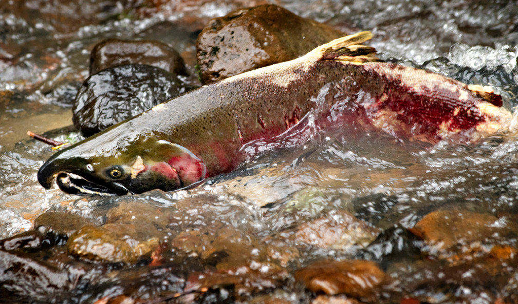 Robin Loznak Photography Spawning salmon
