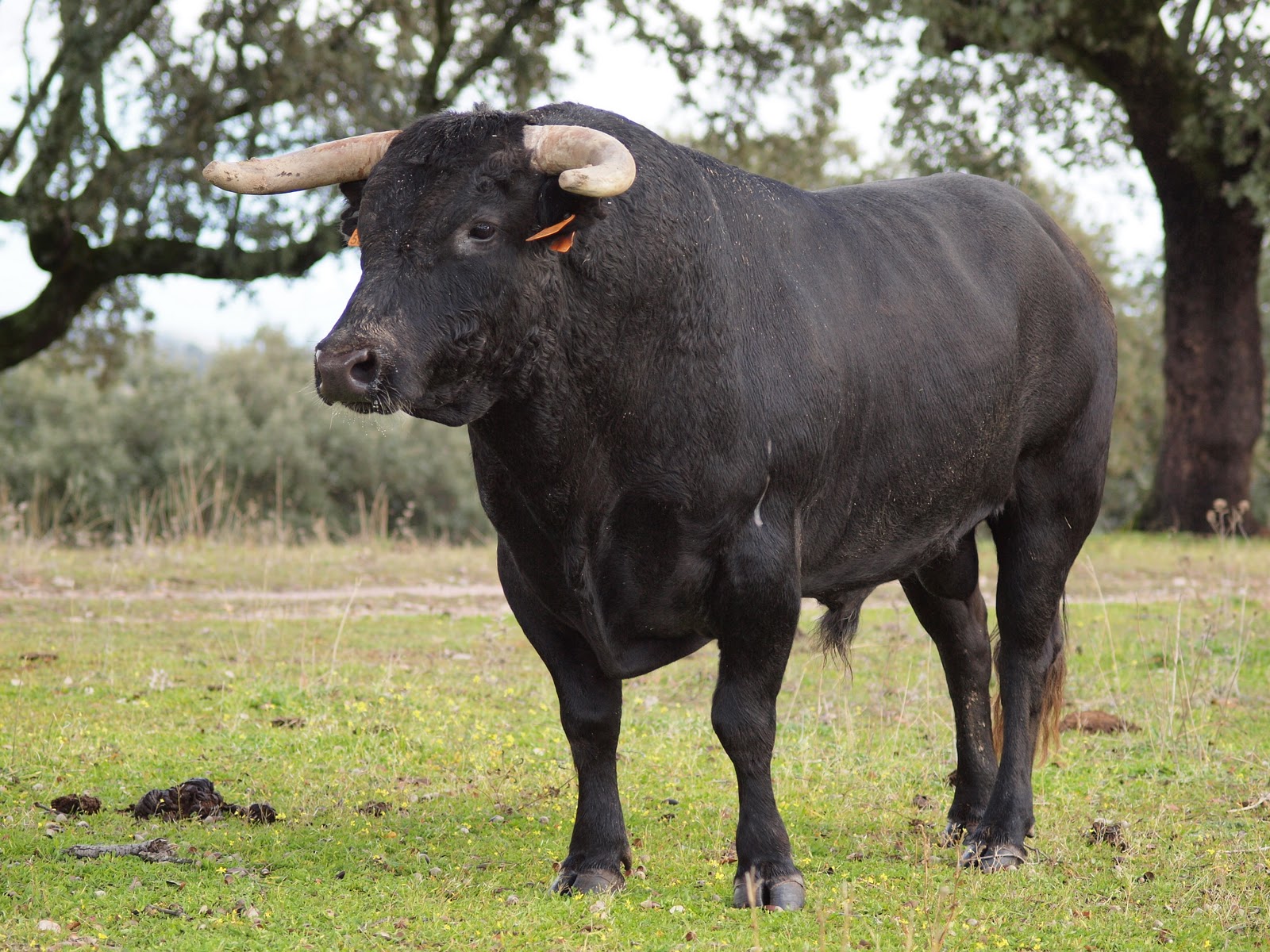 LOS COQUILLAS DE CIFUENTES DE NUEVO LOS SEMENTALES CON LAS VACAS