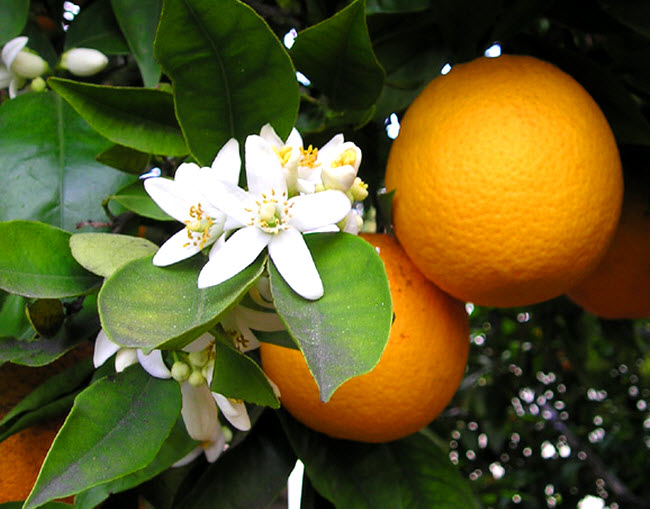 oranges hanging on the tree