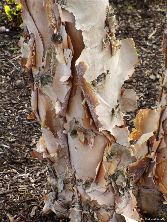 peeling tree bark
