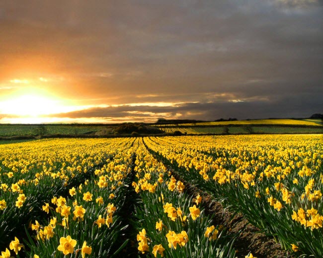 field of daffodils