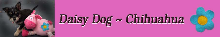 ♥Daisy Dog ♥Chihuahua♥
