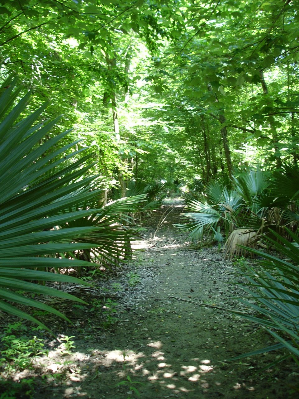 pic journal Old Barataria Trail