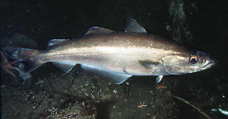 Сайда филе без кожи IQF 5% глаз. ГОСТ кат. А