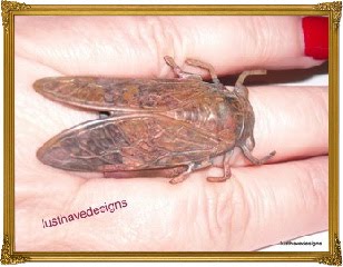 Steampunk Soldered Cicada Ring