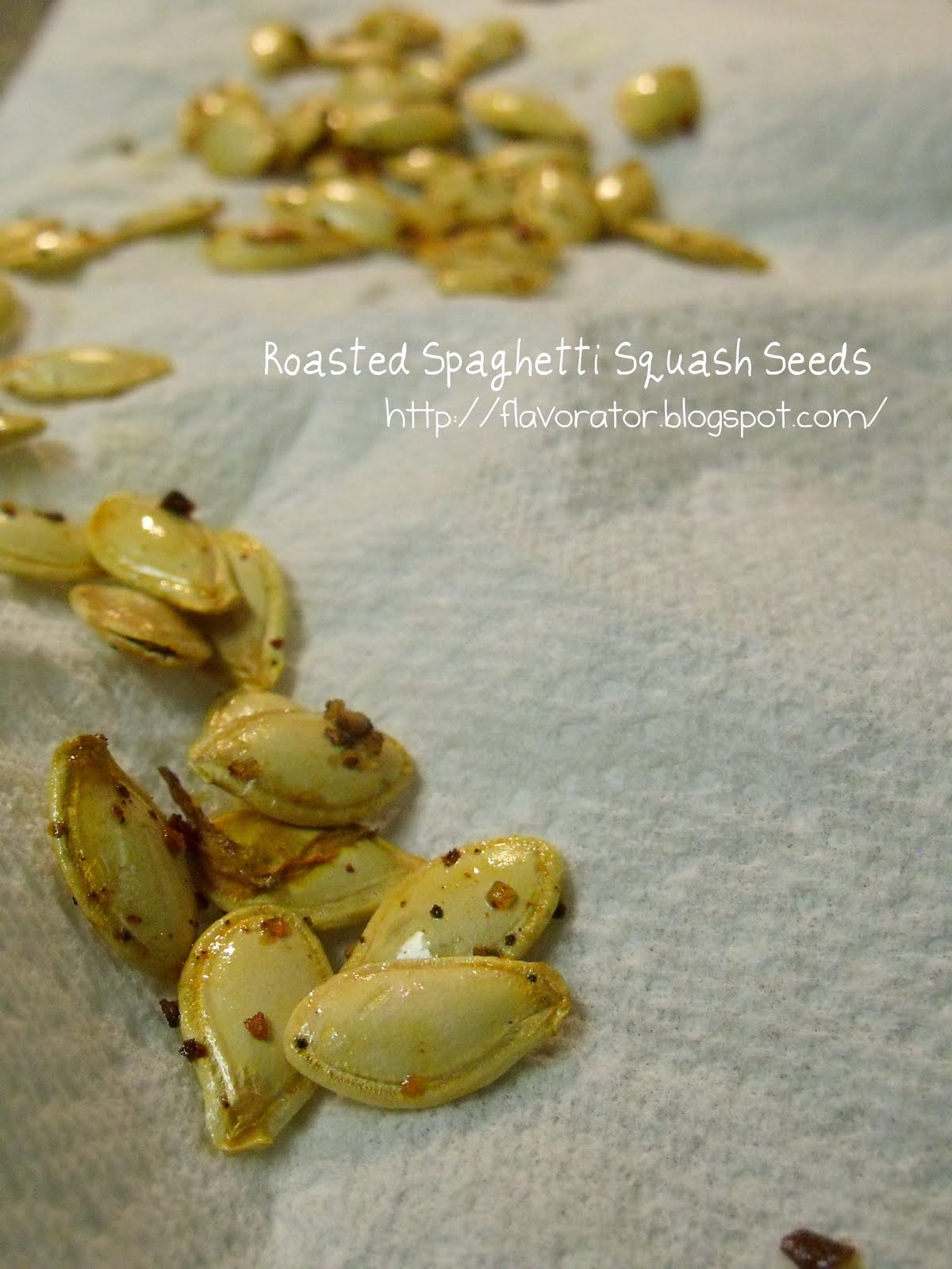 spaghetti squash seedling spaghetti squash seedling