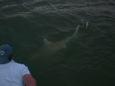 shark blacktip sunset trip naples charters viking southern fl