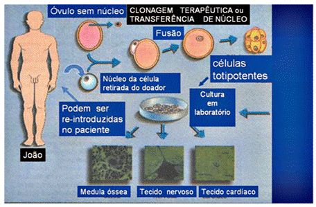Filosofia - CatTzZ!*: A clonagem reprodutiva e terapêutica