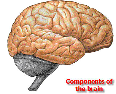 Nervous System: The Nervous System