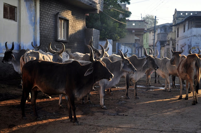 vadnagar narendra modi gujarat morning cows