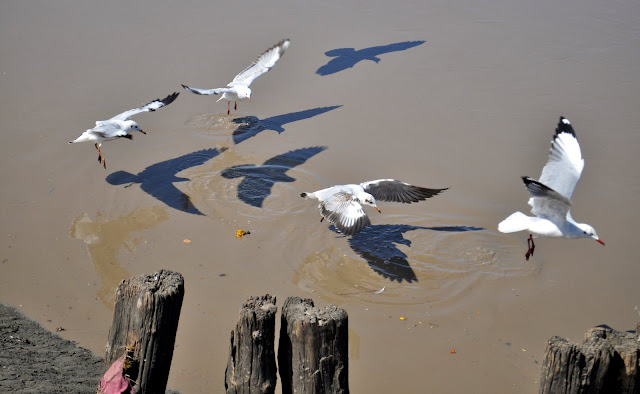 seagulls river Bhavnagar gujarat tourism travel 