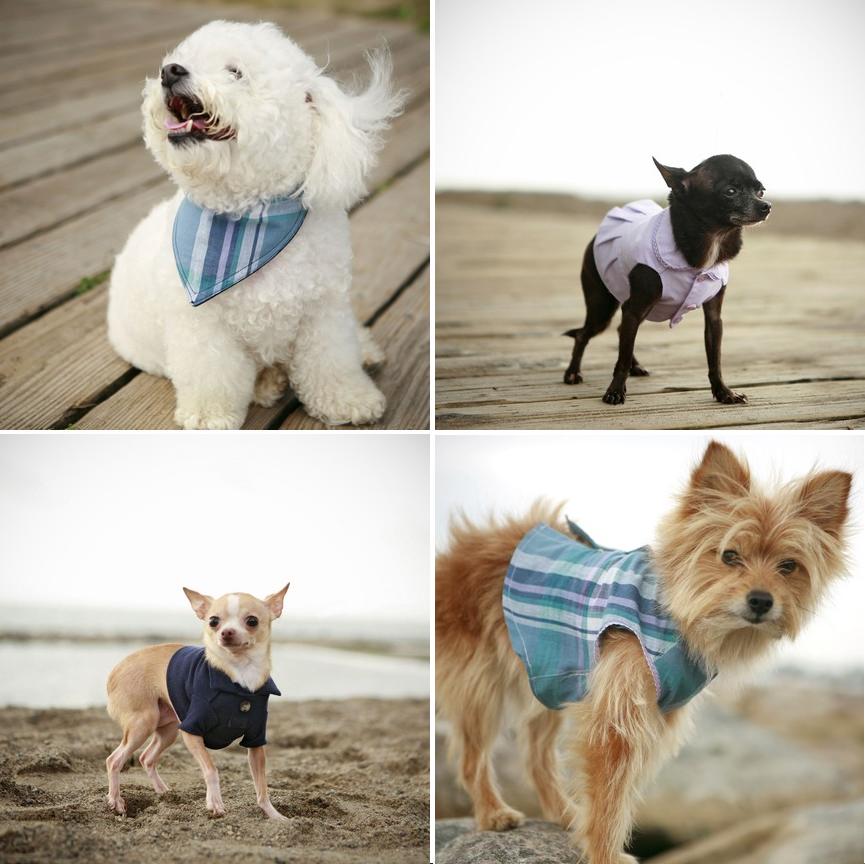 Dogs We Luv! Dog Style Rover