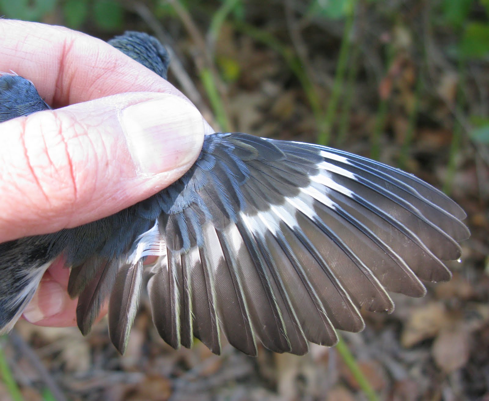 alula feather alula feather