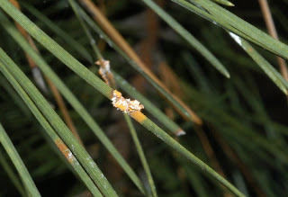 Disease Hotline Issue 7 | Ornamentals Hotline