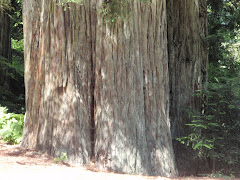 Redwoods