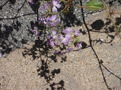 Little purple flowers