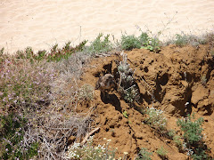 Red Tailed Hawk (dead center in the photo)