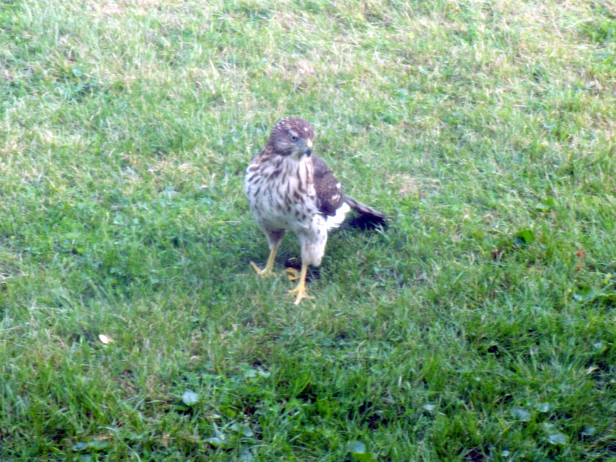 [Hawk+in+the+Lawn+1.jpg]