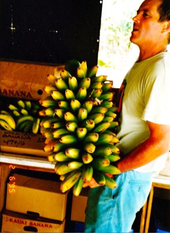 Blogging Banana Joe's Fruit Stand Kauai 1995 Fehi Bananas