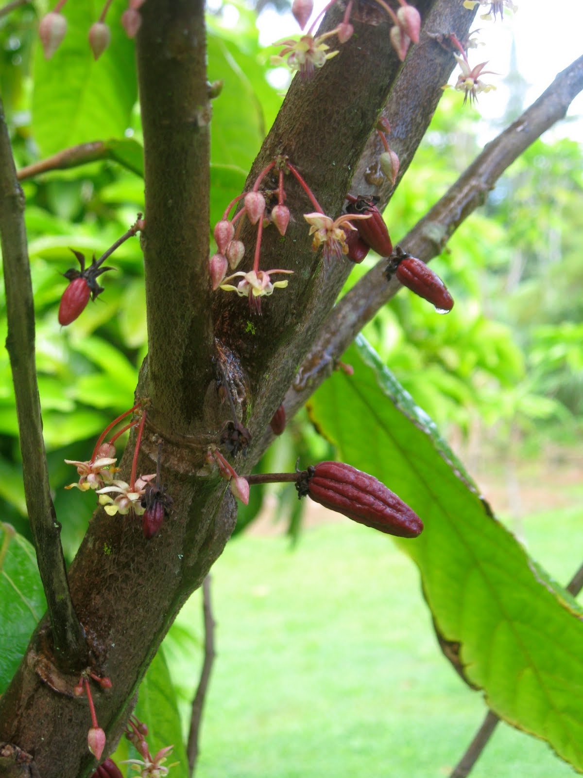Blogging Banana Joe's Fruit Stand Kauai Cacao Flowers and Fruit
