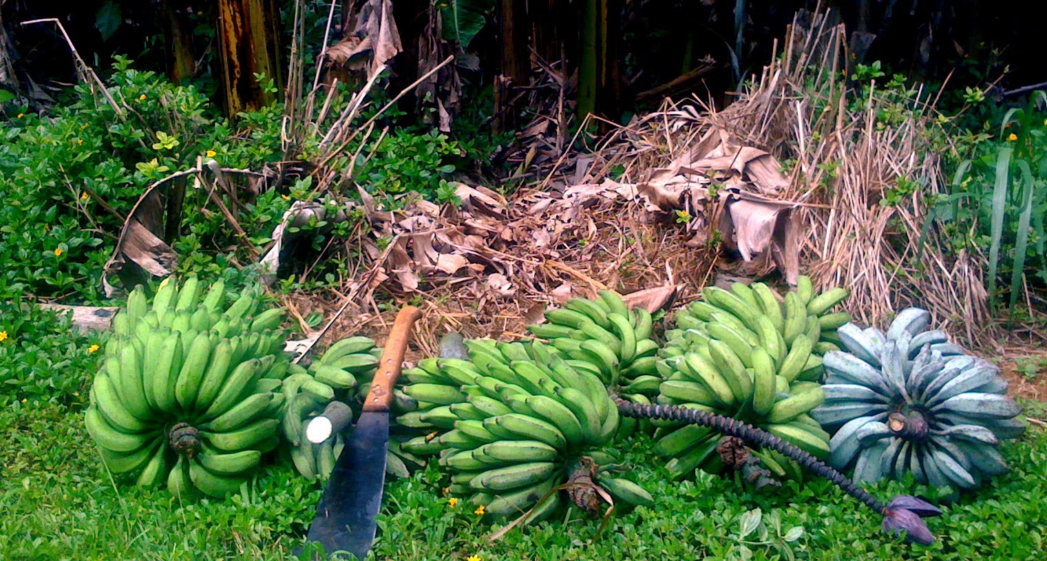 Blogging Banana Joe's Fruit Stand Kauai Banana Harvest