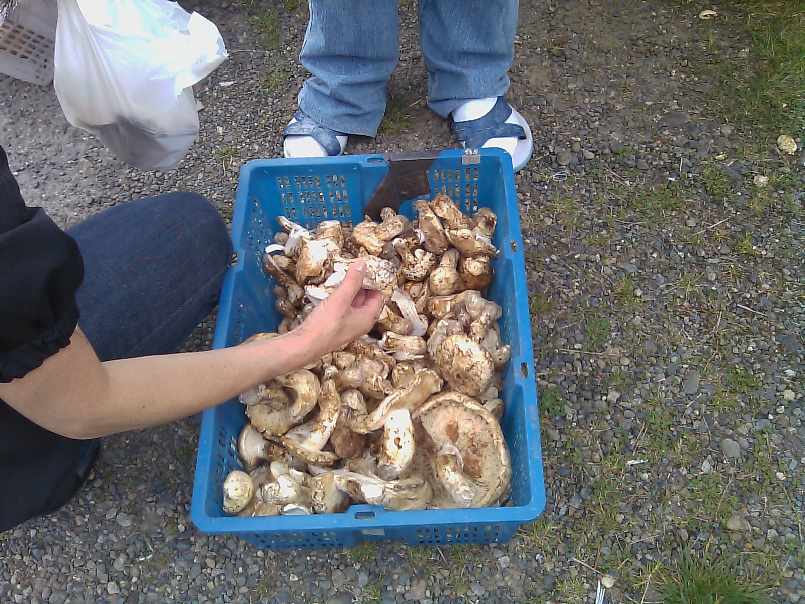 Emi and Kyle Heart Food Japanese American Gold Matsutake Mushrooms