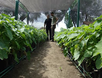 Biodiesel : La jatropha macrocarpa puede ser profeta en su tierra
